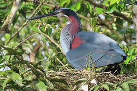 Agami Heron