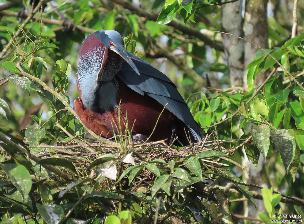 Agami Heron