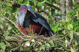 Agami Heron