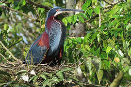 Agami Heron