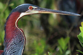 Agami Heron