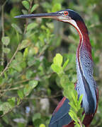 Agami Heron