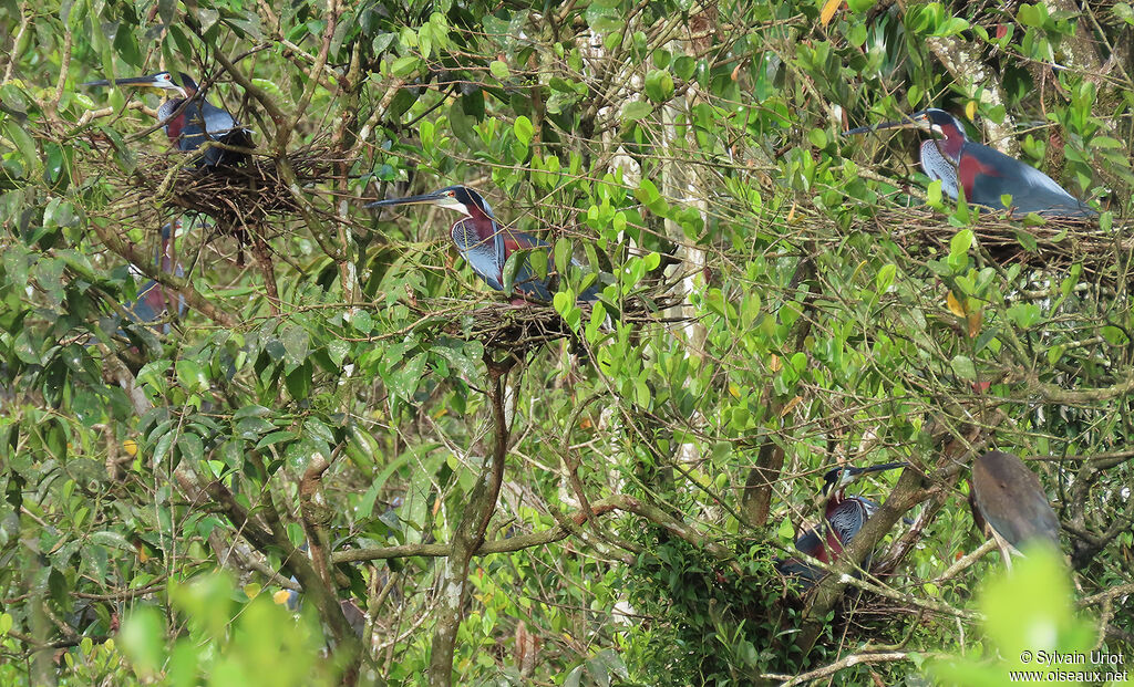 Agami Heron, colonial reprod.