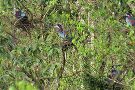 Agami Heron