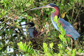 Agami Heron