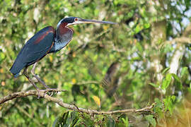 Agami Heron