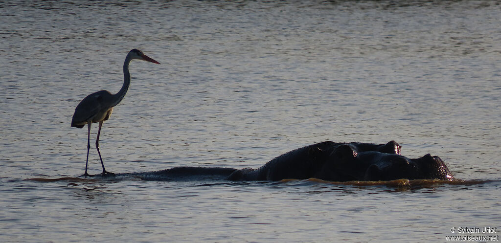 Grey Heronadult