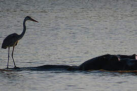 Grey Heron