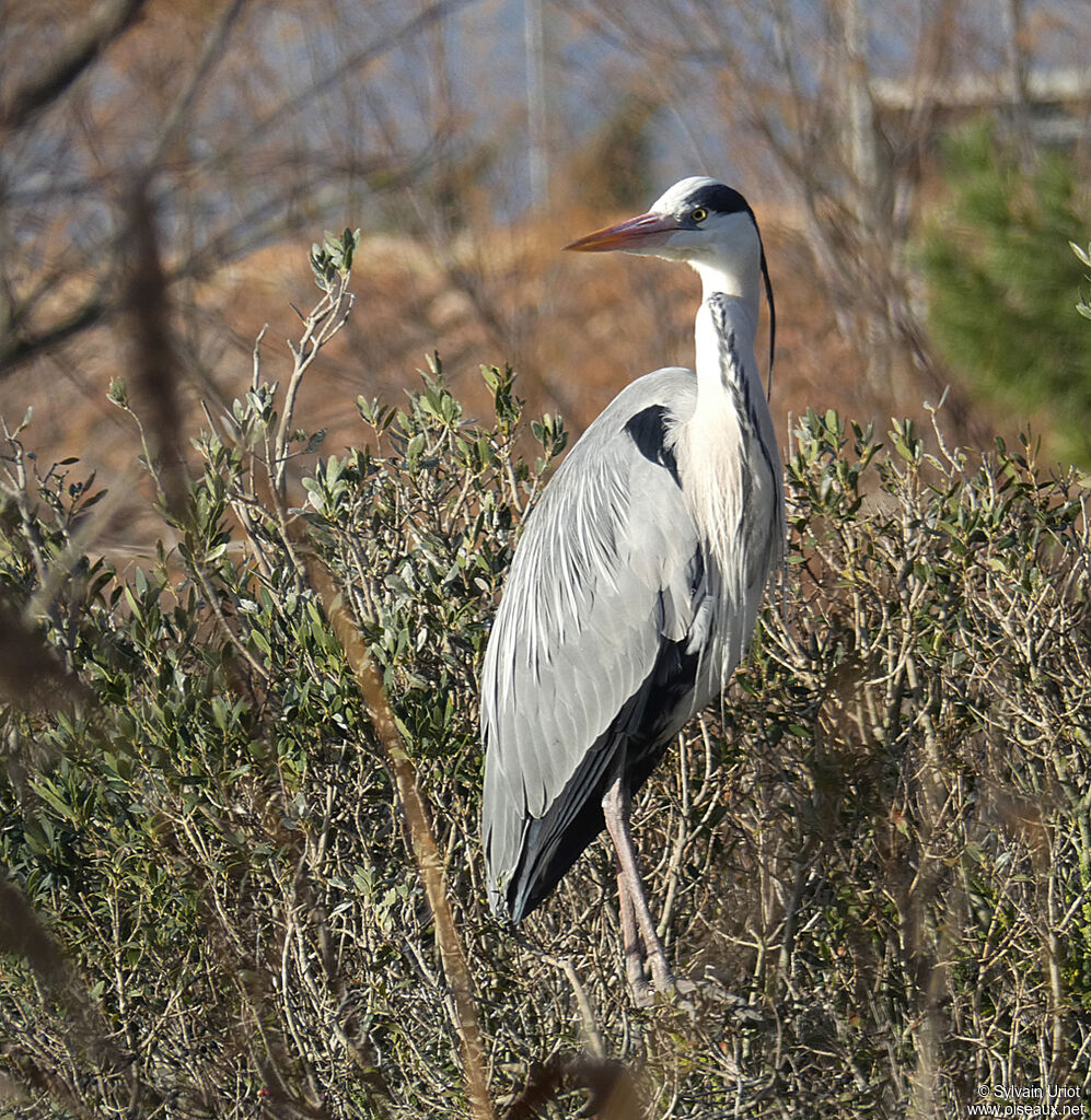 Grey Heronadult