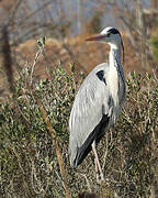 Grey Heron