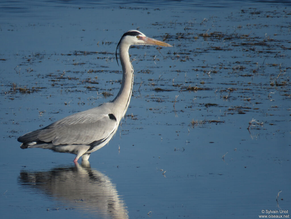 Grey Heronadult