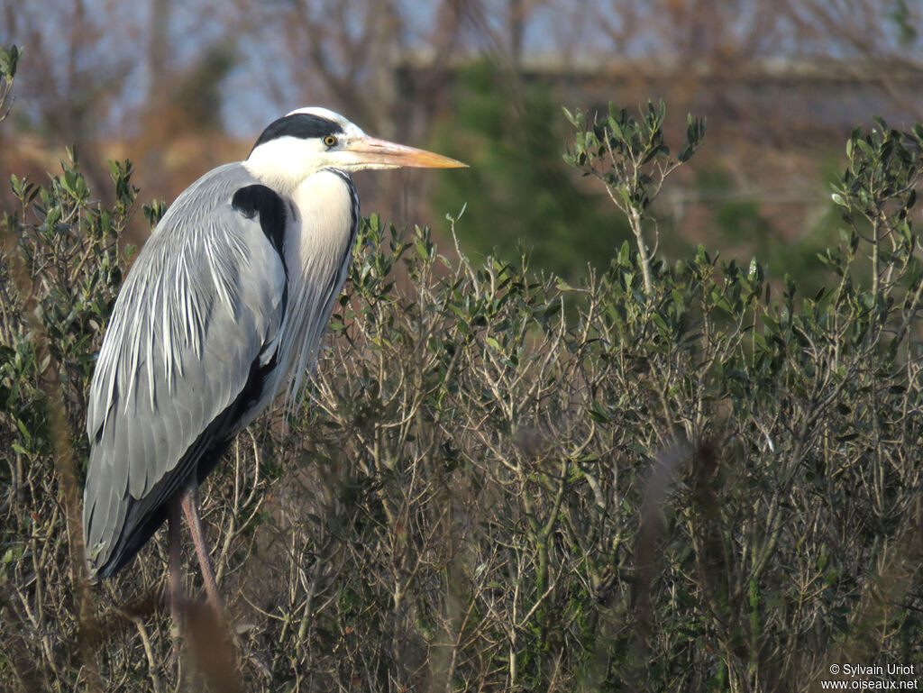 Grey Heronadult