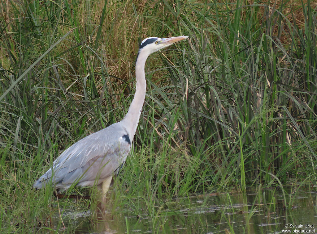 Grey Heronadult