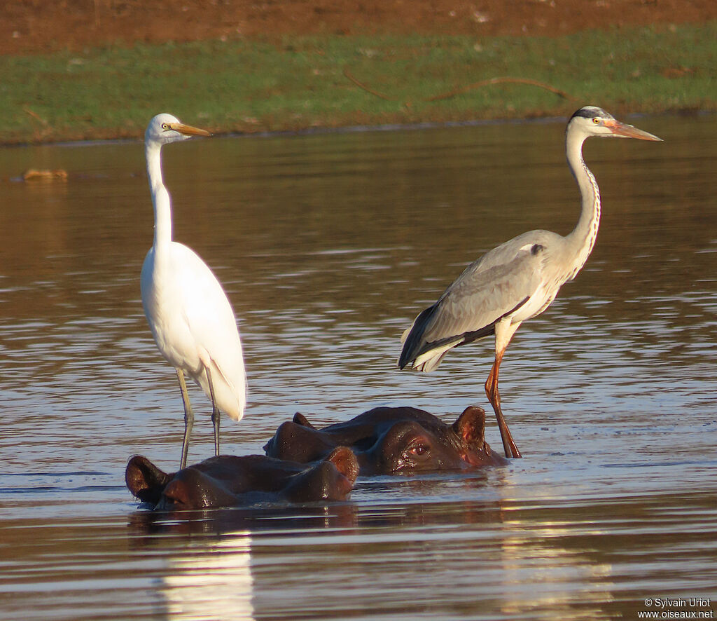 Grey Heronadult