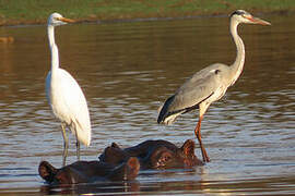 Grey Heron