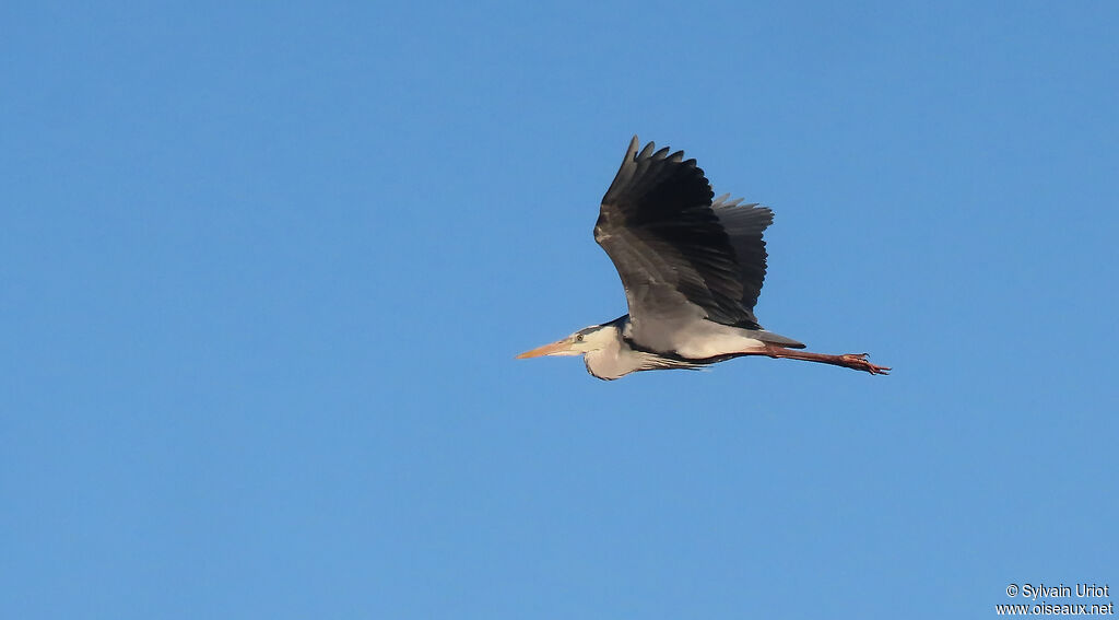 Grey Heronadult