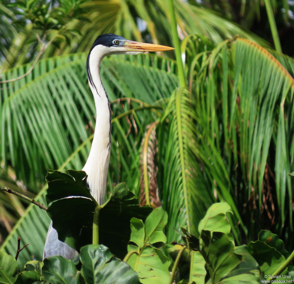 Cocoi Heronadult breeding