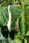 Cocoi Heron