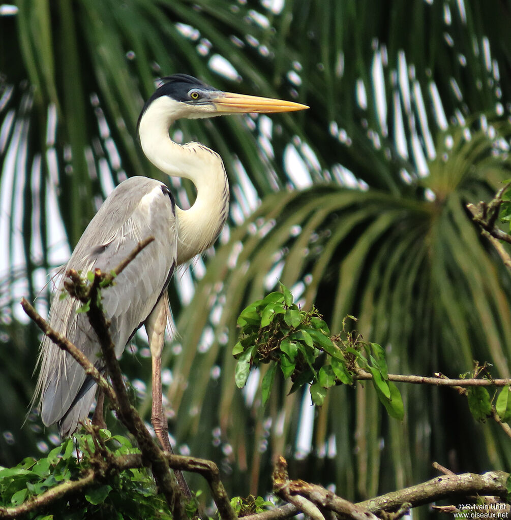 Cocoi Heronadult breeding