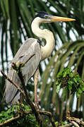 Cocoi Heron