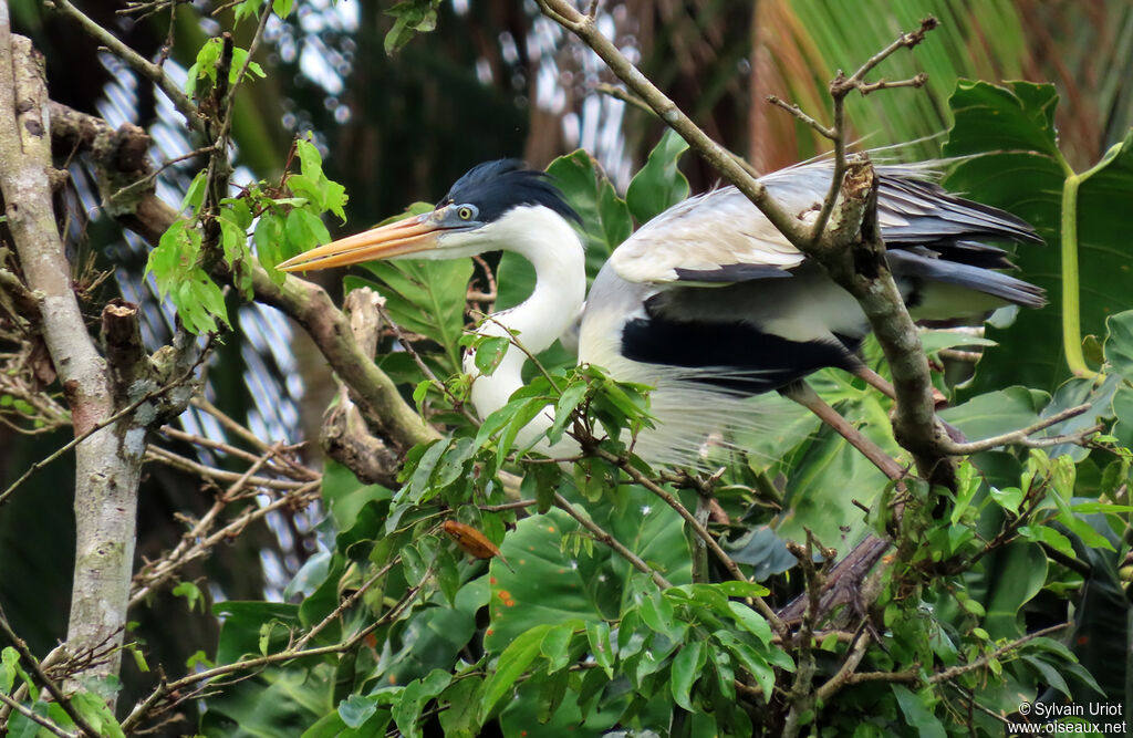 Cocoi Heronadult breeding