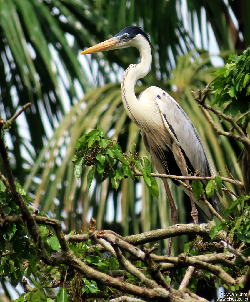 Cocoi Heronadult breeding