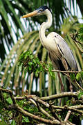 Cocoi Heron