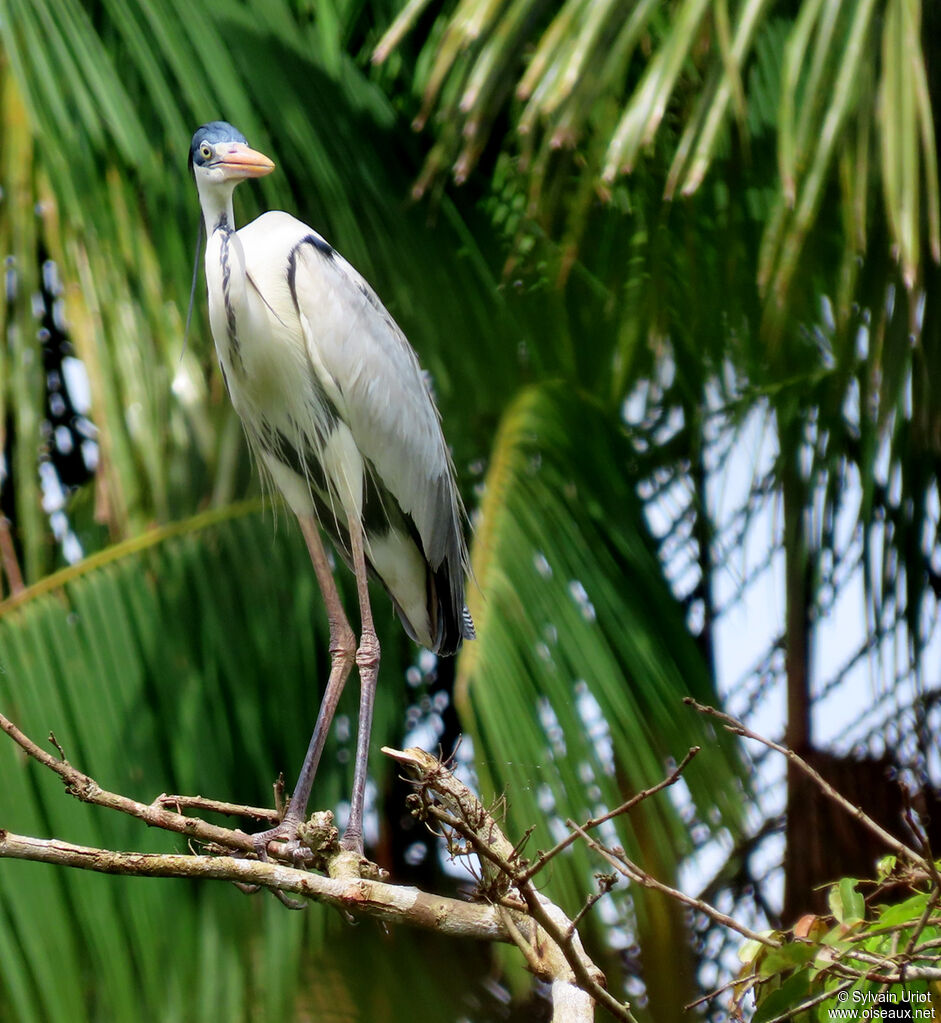 Cocoi Heronadult breeding