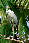 Cocoi Heron