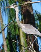 Cocoi Heron