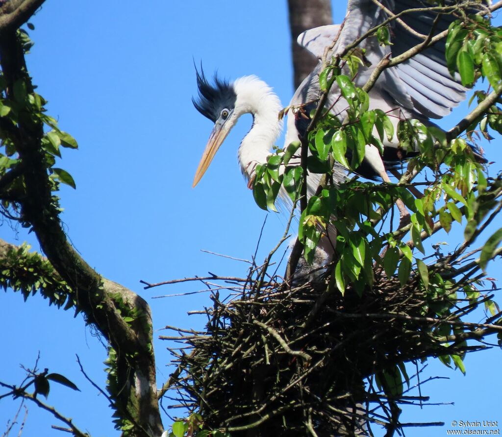 Cocoi Heronadult, Reproduction-nesting