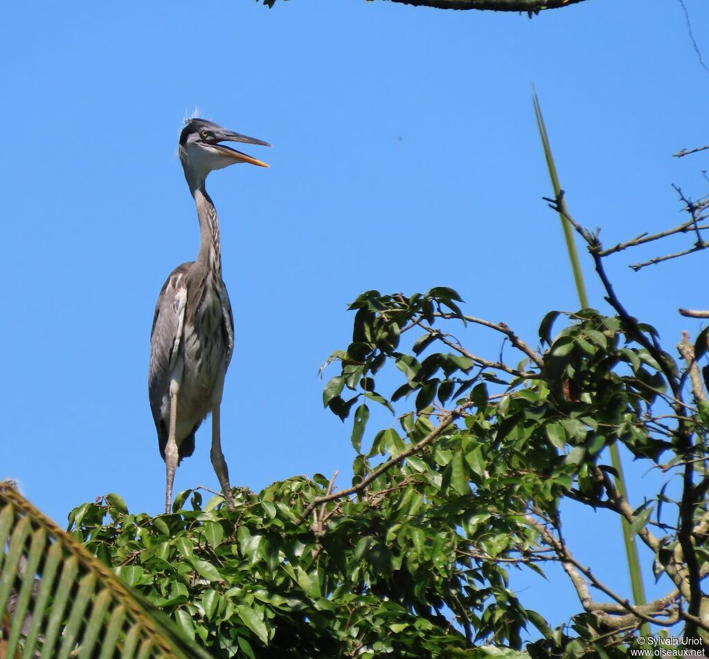 Cocoi Heronjuvenile