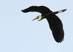 Cocoi Heron