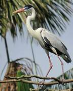 Cocoi Heron