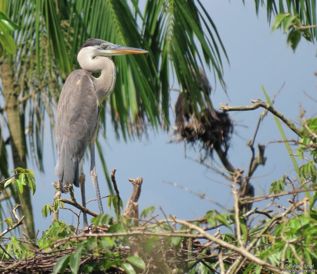 Cocoi Heronjuvenile