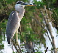 Cocoi Heron