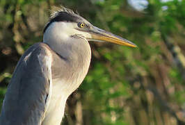 Cocoi Heron