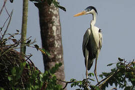 Cocoi Heron