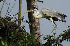 Cocoi Heron