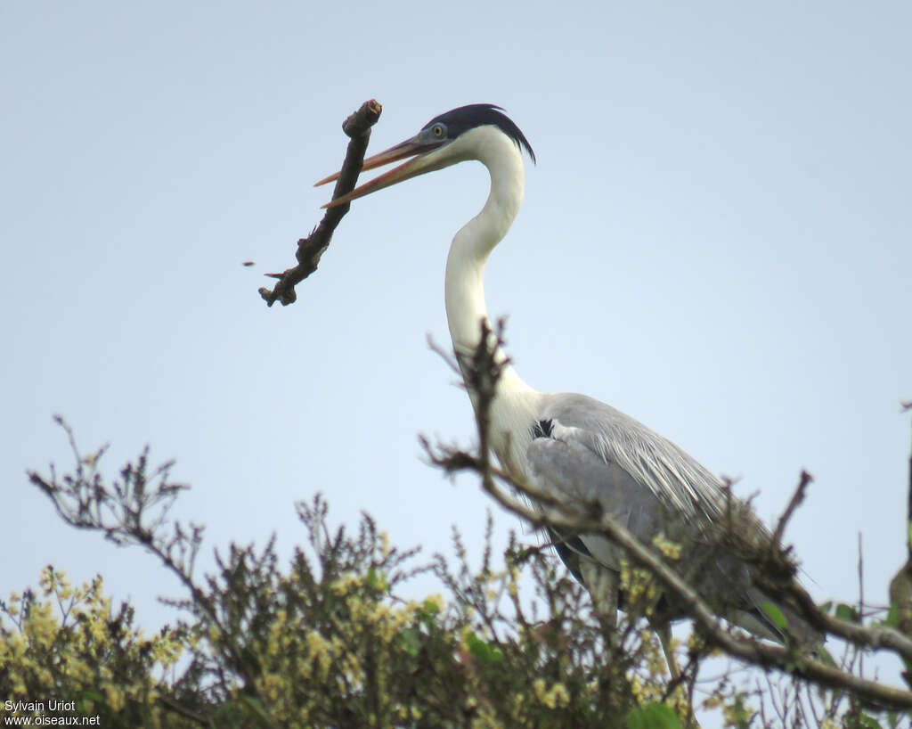 Cocoi Heronadult breeding, Reproduction-nesting