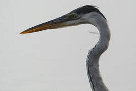 Cocoi Heron