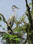 Cocoi Heron