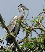 Cocoi Heron