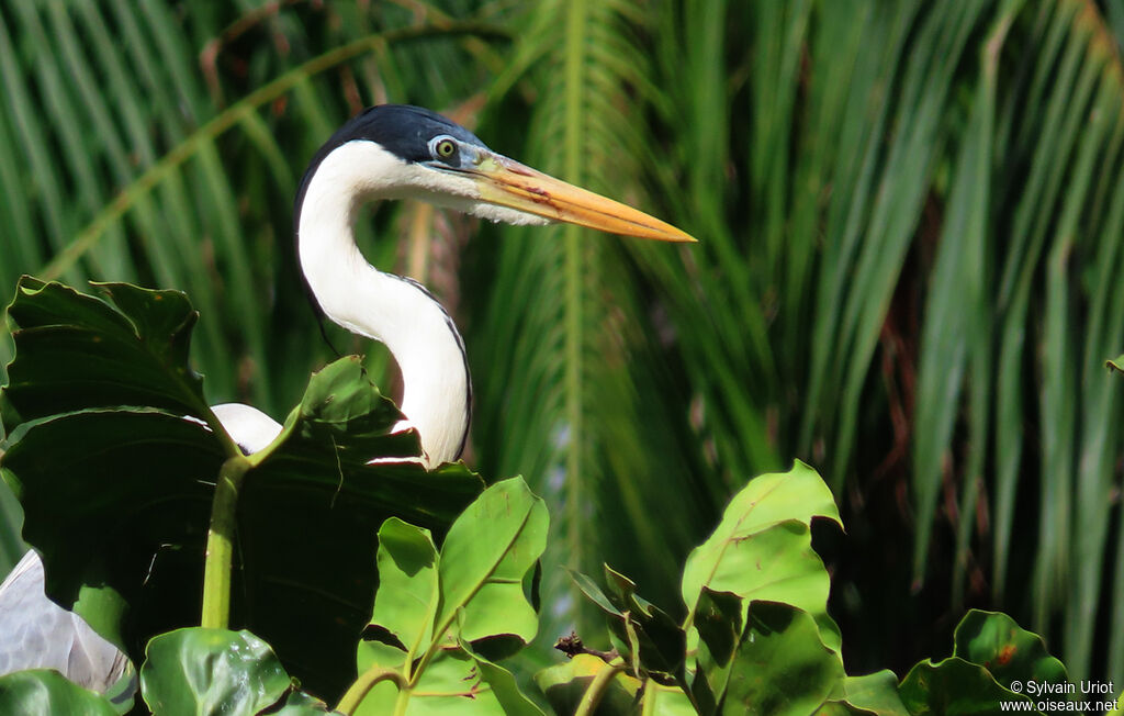 Cocoi Heronadult breeding