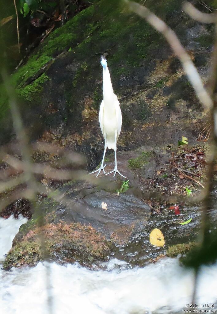 Capped Heronadult