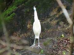 Capped Heron