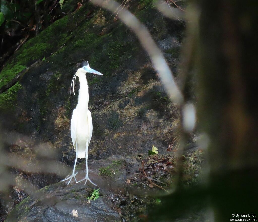 Capped Heronadult