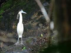 Capped Heron