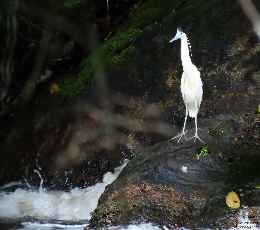 Capped Heronadult