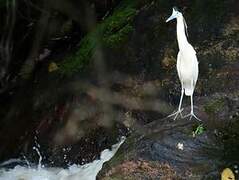 Capped Heron